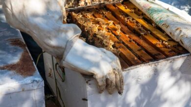 winter bee hive wraps lappes bee supply