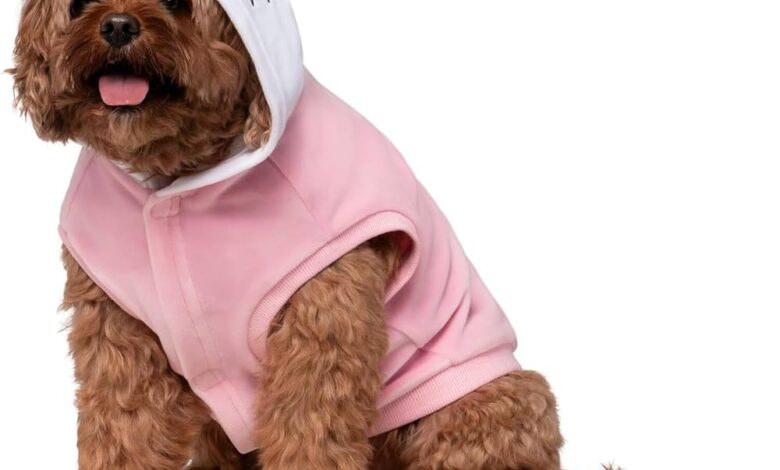 Dog Hello Kitty Is On the Rise Dog Hello Kitty Clothes: A Cool Mix of Fashion And Fun