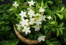 where can i find jasmine flowers​