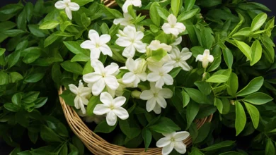 where can i find jasmine flowers​