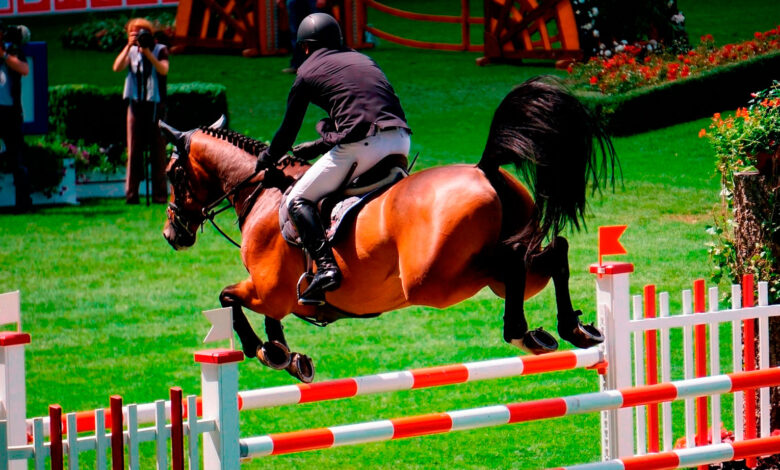 what are facts about show horse production​