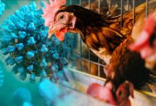 what is the bird flu​