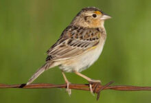 what kinds of birds eat grasshoppers in the deciduous grasslands​