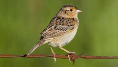 what kinds of birds eat grasshoppers in the deciduous grasslands​