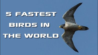 what is the fastest bird​